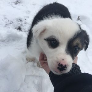 Meet your Posher, Peyton